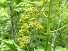 Rodgersia podophylla