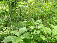 Rodgersia podophylla