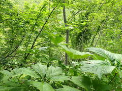 Rodgersia podophylla