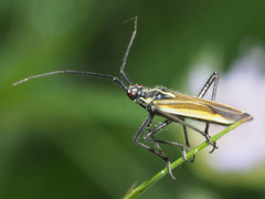 Horistus orientalis