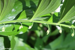 Polygonatum latifolium