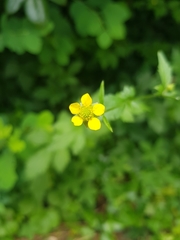 Geum urbanum