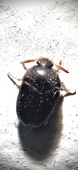 Attagenus unicolor