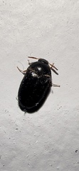 Attagenus unicolor