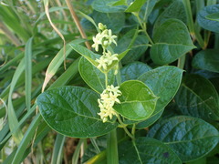 Vincetoxicum japonicum