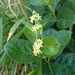 Vincetoxicum japonicum - Photo (c) Keita Watanabe, some rights reserved (CC BY-NC), uploaded by Keita Watanabe