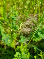 Asperula tinctoria