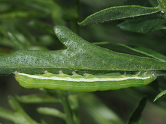 Orthosia gothica