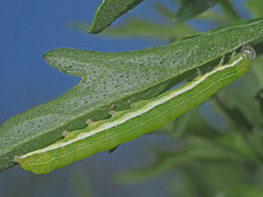 Orthosia gothica