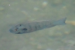 Sarotherodon melanotheron