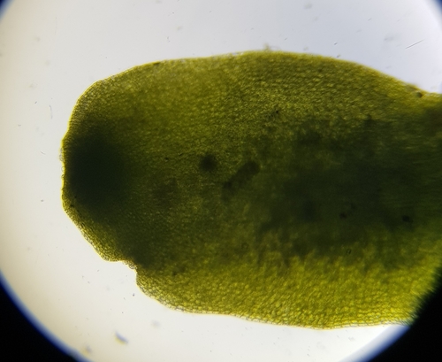 Image of Aneura maxima by (c) Helen Waterman, some rights reserved (CC BY)