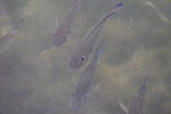 Sarotherodon melanotheron