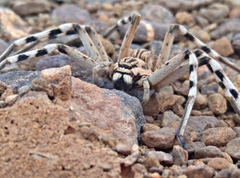 Eusparassus oraniensis