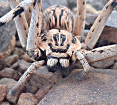 Eusparassus oraniensis