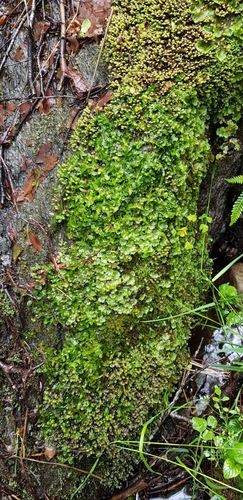 Image of Aneura maxima by (c) Helen Waterman, some rights reserved (CC BY)