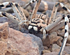 Eusparassus oraniensis