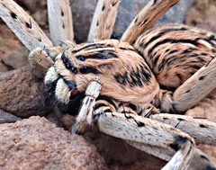 Eusparassus oraniensis