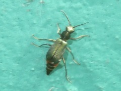 Cordylepherus viridis