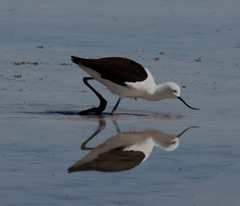 Recurvirostra andina