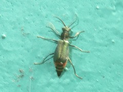 Cordylepherus viridis