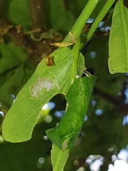 Tortrix viridana