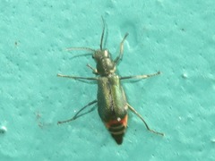 Cordylepherus viridis