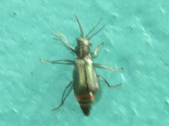 Cordylepherus viridis