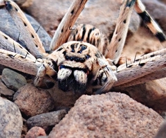 Eusparassus oraniensis