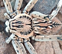 Eusparassus oraniensis