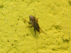 Megalonotus sabulicola