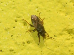 Megalonotus sabulicola