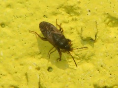 Megalonotus sabulicola