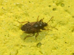 Megalonotus sabulicola