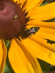 Acmaeodera pulchella