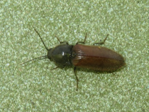 Polderkniptor, Voorschoten, Nederland, photo 6 of 10
