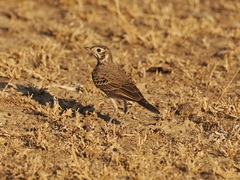 Pinarocorys nigricans