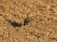 Pinarocorys nigricans