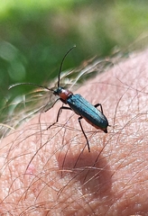 Anogcodes seladonius