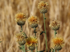 Centaurea collina