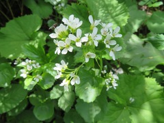 Cardamine asarifolia