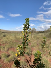 Acacia maitlandii