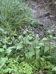 Stachys sylvatica