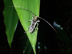 Acalolepta speciosa