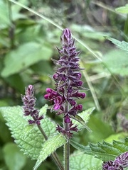 Stachys sylvatica