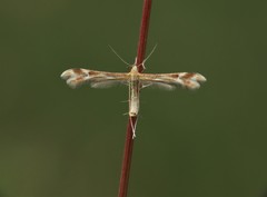 Marasmarcha lunaedactyla
