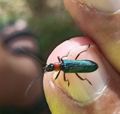 Anogcodes seladonius