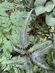 Rumohra adiantiformis