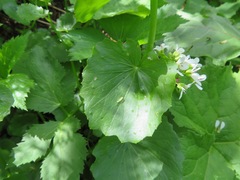 Cardamine asarifolia