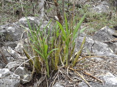 Cyrtopodium macrobulbon