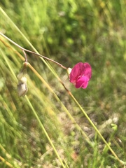 Lathyrus nissolia